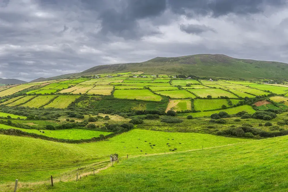 Grazing cattle on the Dingle Peninsula in County Kerry, Ireland