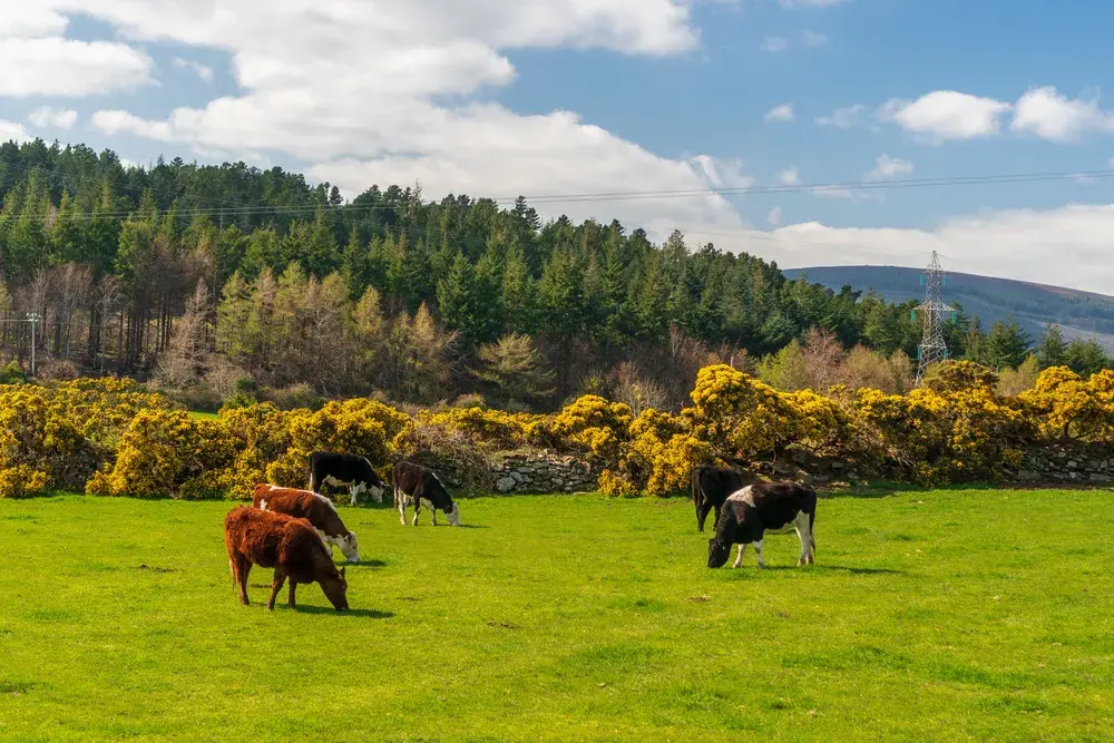 Pasture milk from Irish farms